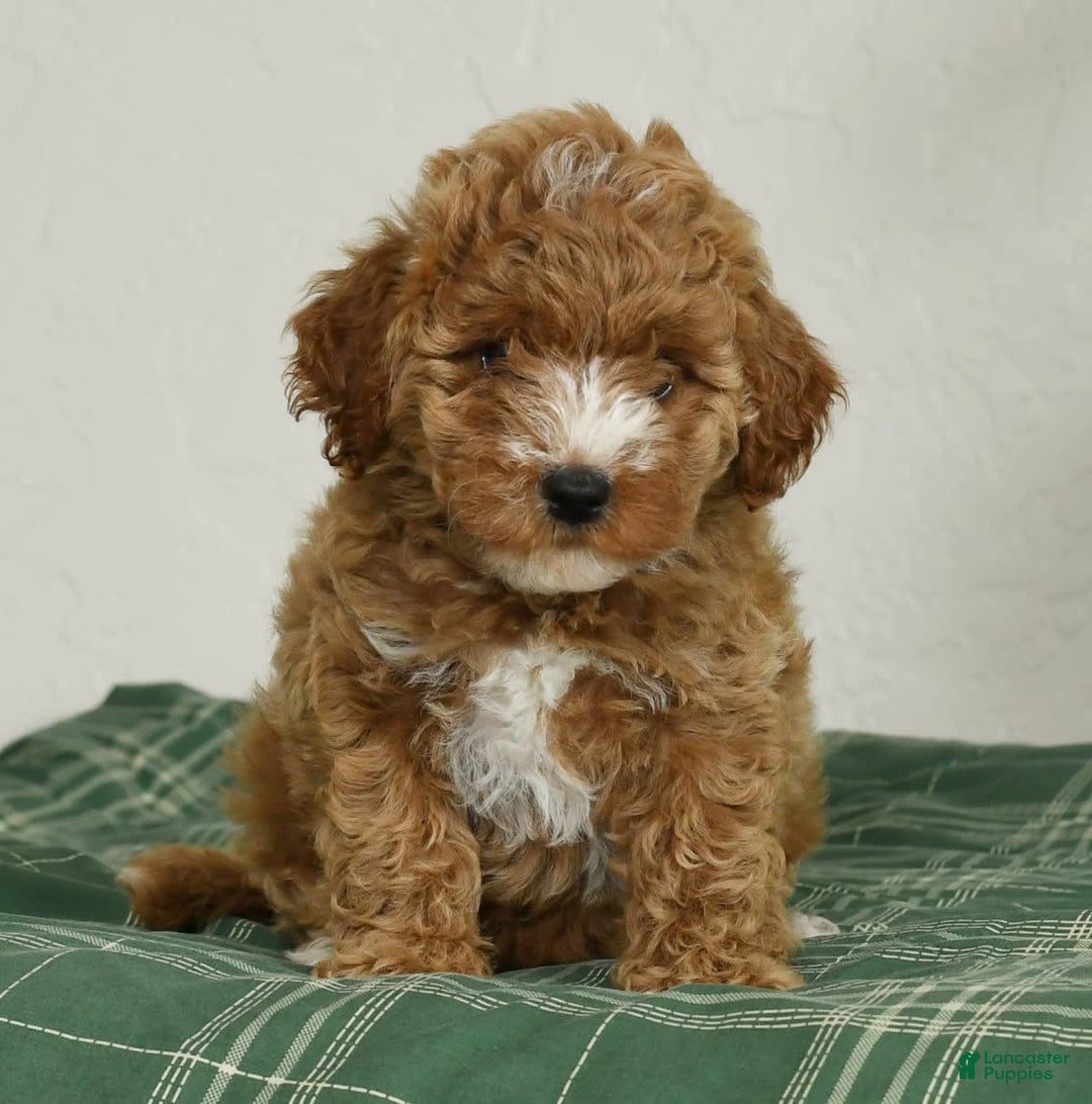 Cavapoo dogs for sale: Finny - Image 8