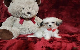 Malshi dogs for sale: Loki - Image 2