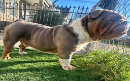 English Bulldog dogs for stud: Gucci - Image 5