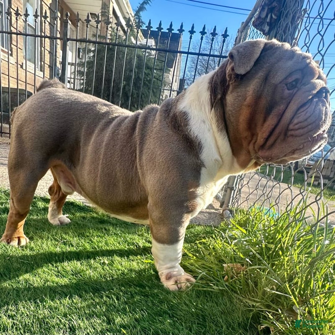English Bulldog dogs for stud: Gucci - Image 5