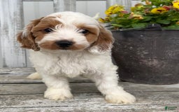 Cavapoo dogs for sale: Patches - Image 1