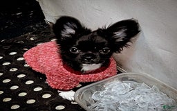 Chihuahua dogs for sale: Full Akc   Dealer - Image 12