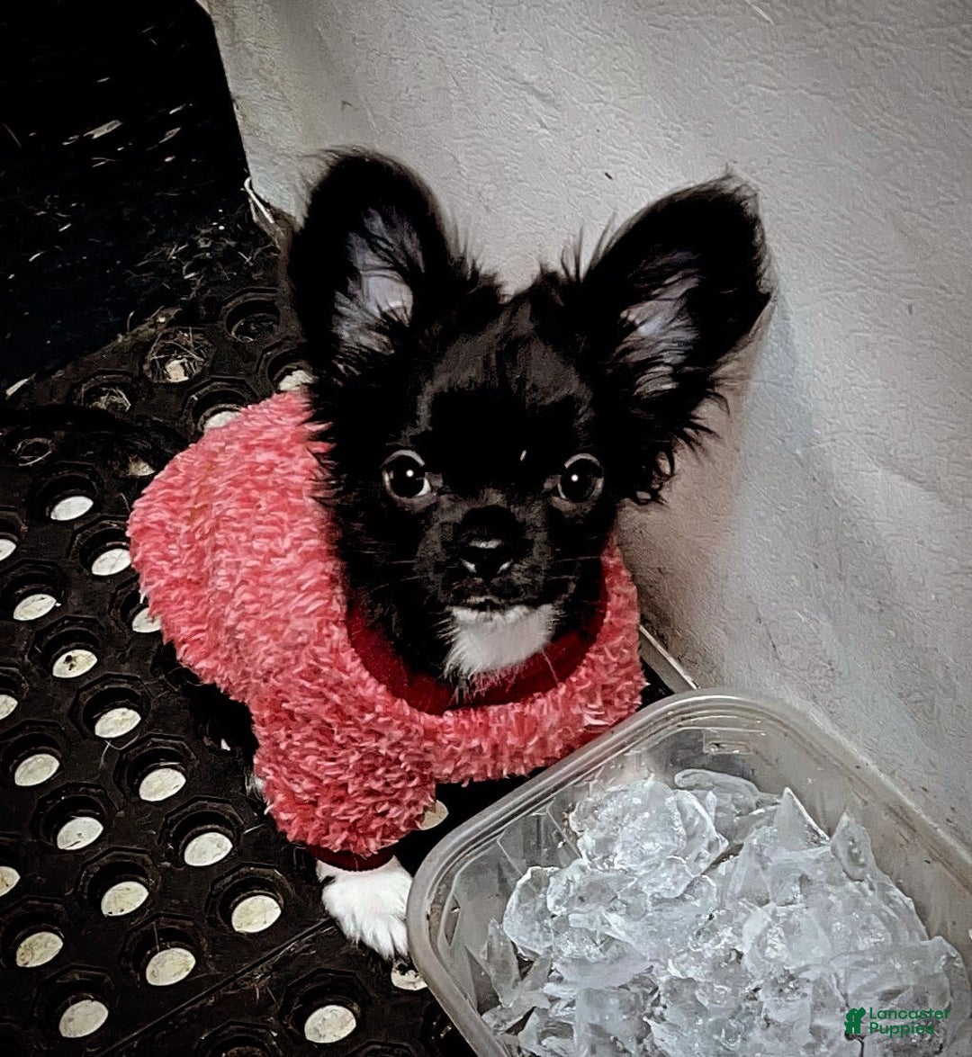 Chihuahua dogs for sale: Full Akc   Dealer - Image 12