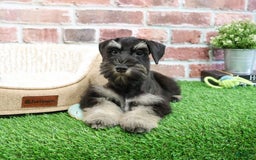 Miniature Schnauzer dogs for sale: Miniature Schnauzer 6 puppies - Image 9
