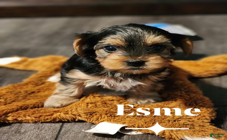 Yorkshire Terrier dogs for sale - Ad 3