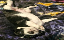 Chihuahua dogs for sale: Lori - Image 7