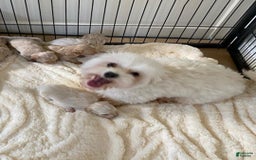 Maltipoo dogs for sale: Sara - Image 4