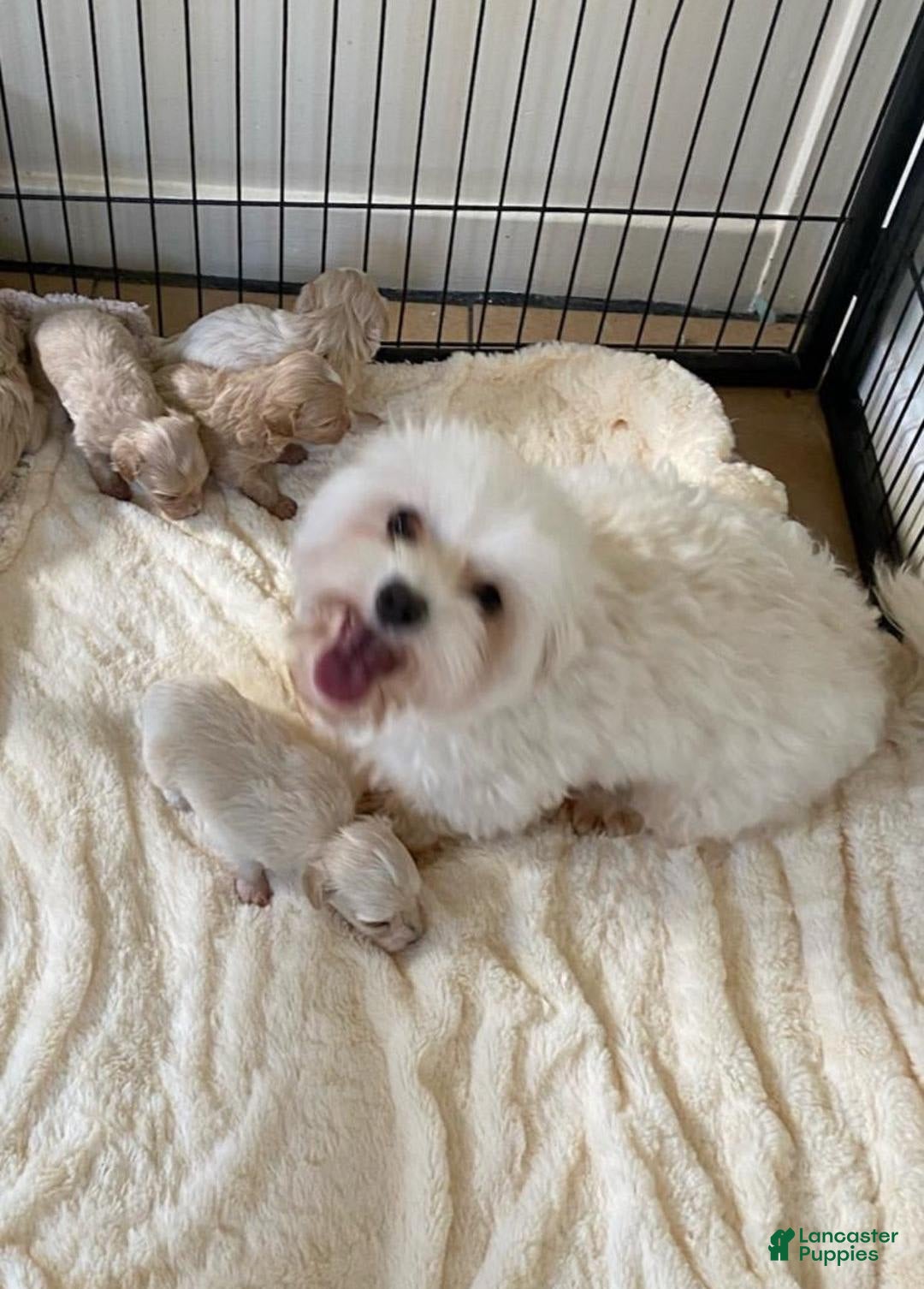 Maltipoo dogs for sale: Sara - Image 4