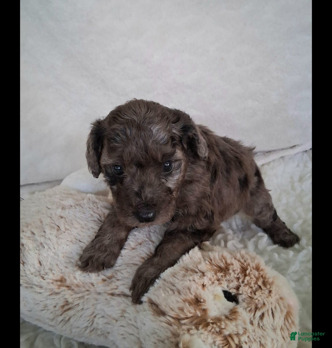Mini Aussiedoodle dogs for sale: Basil - Image 6