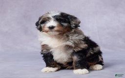 Mini Bernedoodle dogs for sale: Jack - Image 1
