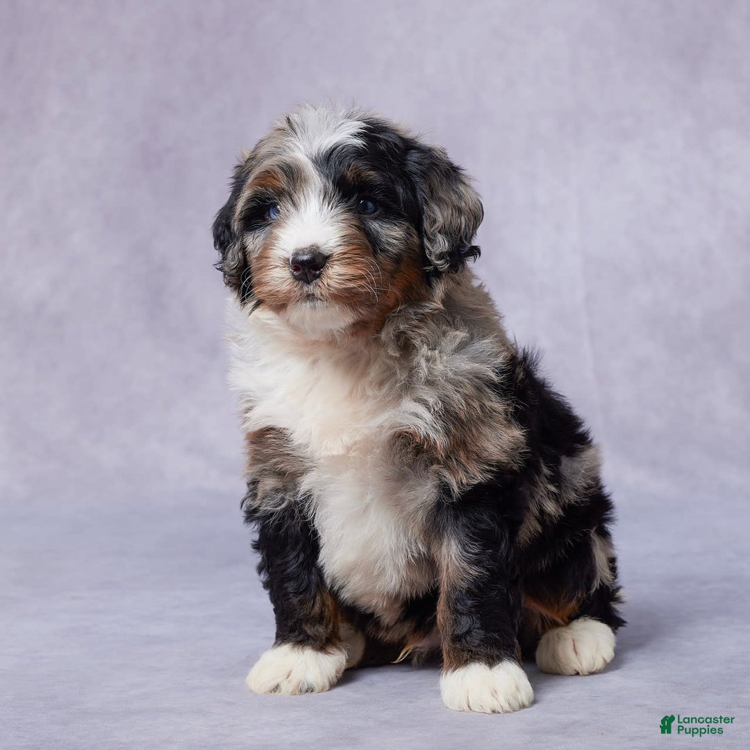 Mini Bernedoodle dogs for sale: Jack - Image 1