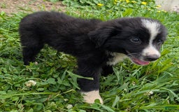 Miniature Australian Shepherd dogs for sale: Elephant Ear - Image 2