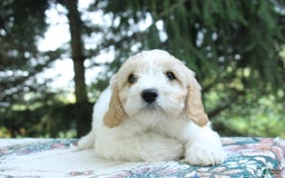 Miniature Poodle dogs for sale: Scott - Image 4