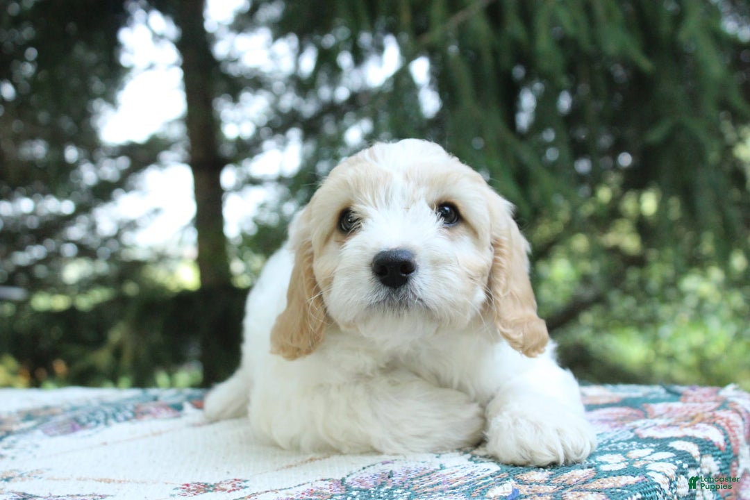 Miniature Poodle dogs for sale: Scott - Image 4