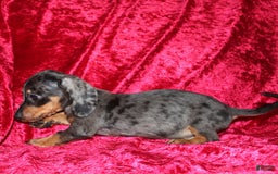 Miniature Dachshund dogs for sale: Teddy Mini - Image 13