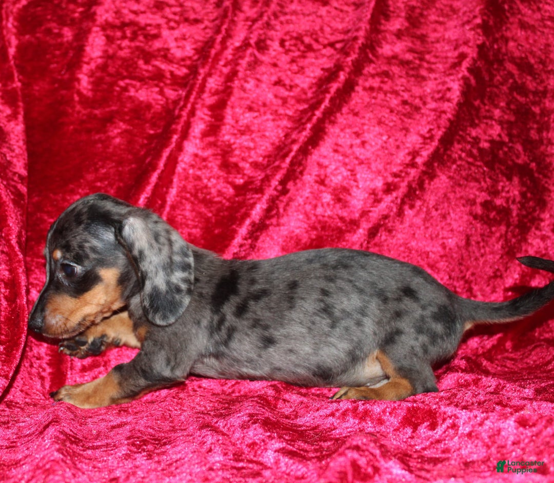 Miniature Dachshund dogs for sale: Teddy Mini - Image 13