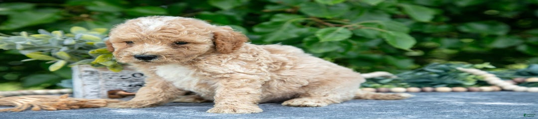 Wyatt