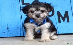Morkie dogs for sale: Mason - Image 6