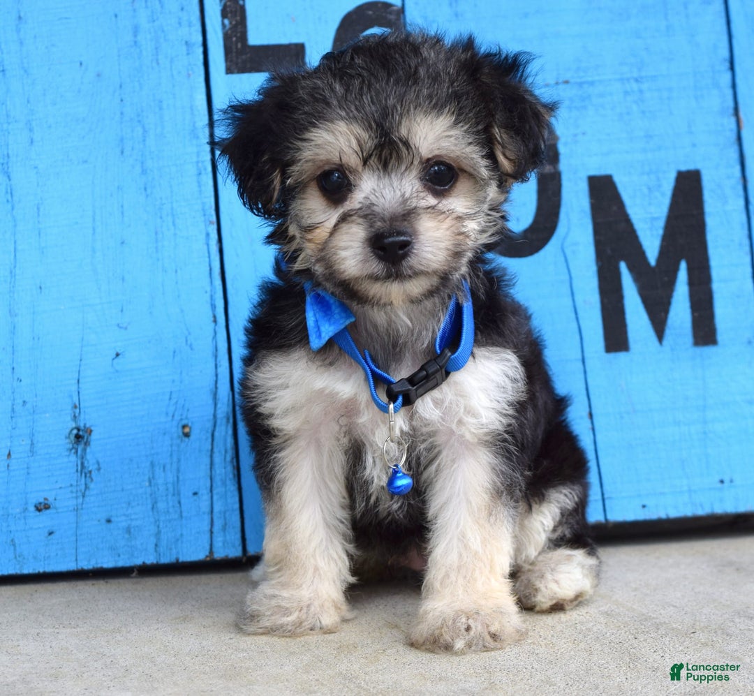 Morkie dogs for sale: Mason - Image 6