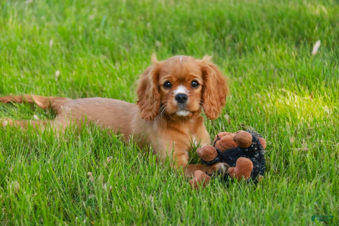 Cavalier King Charles Spaniel dogs for sale: Clifford - Image 28