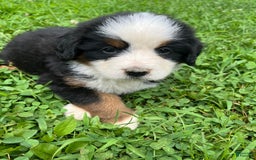 Bernese Mountain Dog dogs for sale: Orange Girl - Listing for pets: Red Boy, Pink Girl, Yellow Girl, Blue Boy, Purple Boy, Green Girl, Orange Girl - Image 1