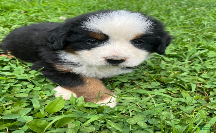 Bernese Mountain Dog dogs - Advert 7