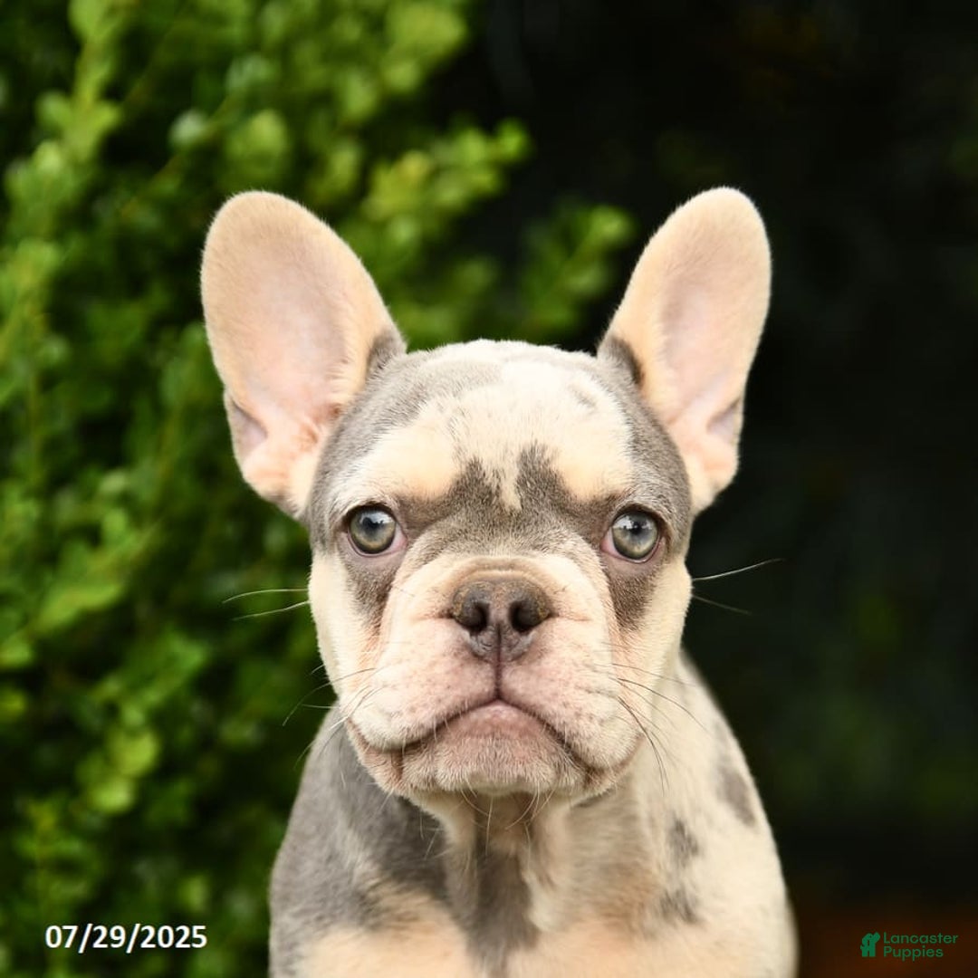 French Bulldog dogs for sale: River - Image 2