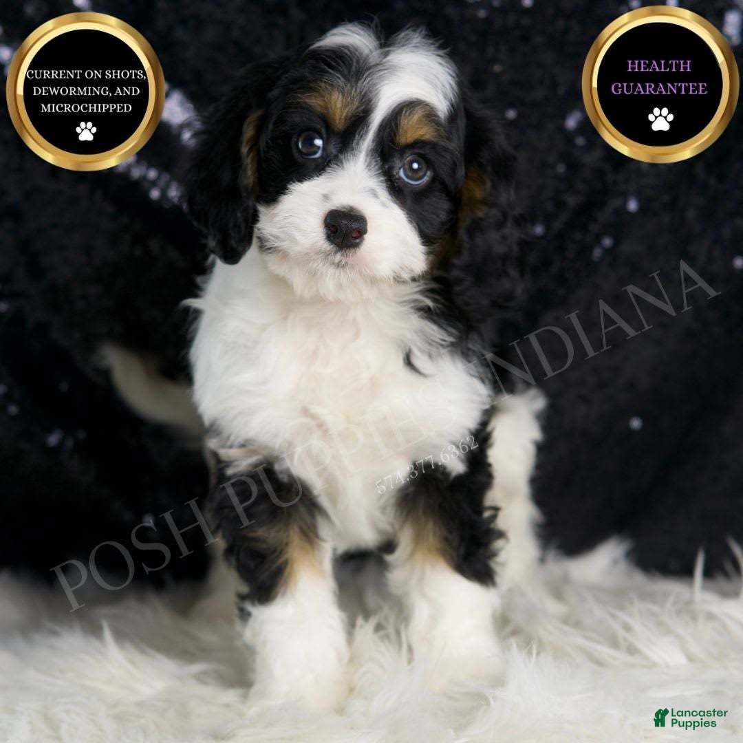 Cavapoo dogs for sale: Ash - Image 8