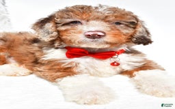 Mini Aussiedoodle dogs for sale: Emma - Image 5
