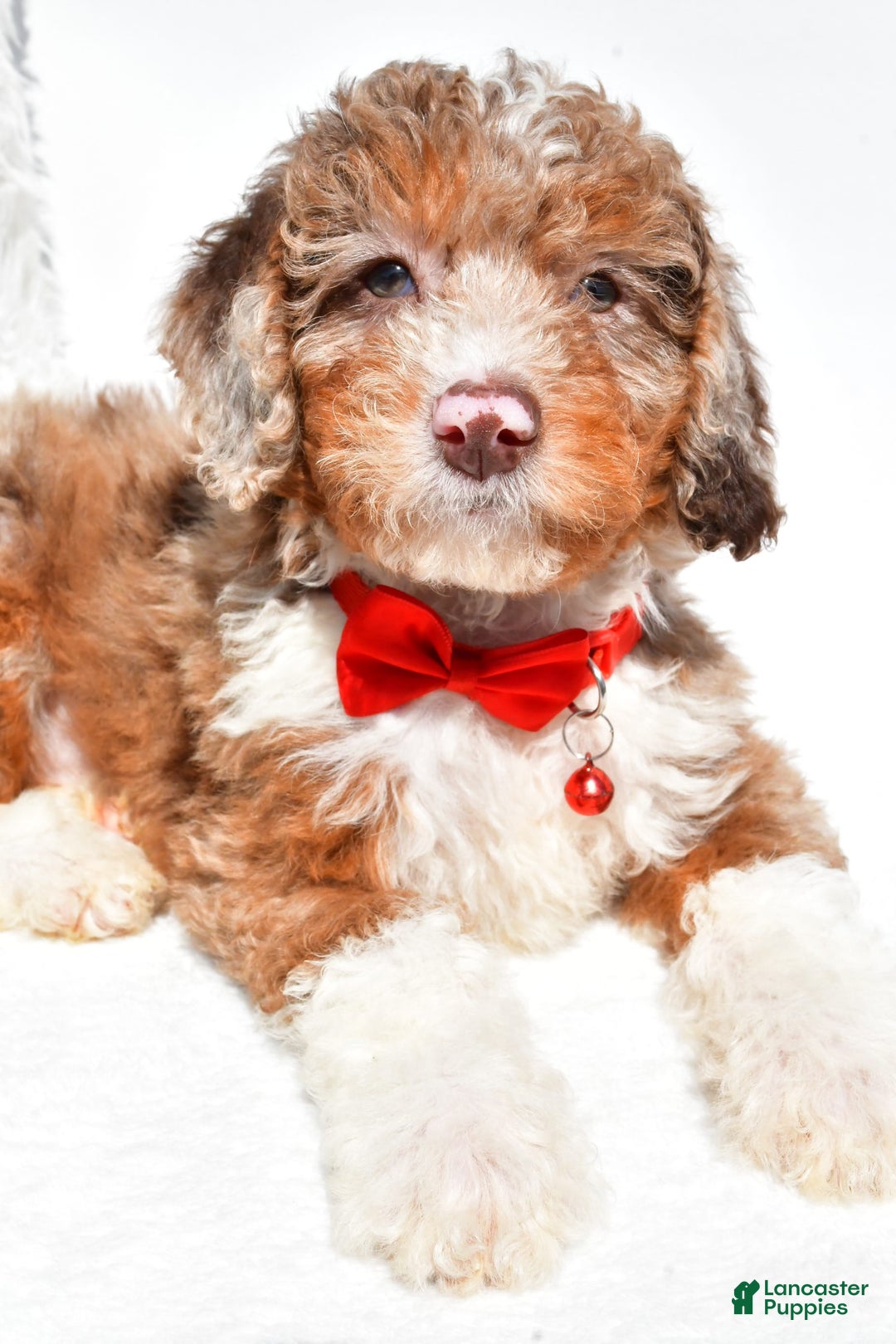 Mini Aussiedoodle dogs for sale: Emma - Image 5