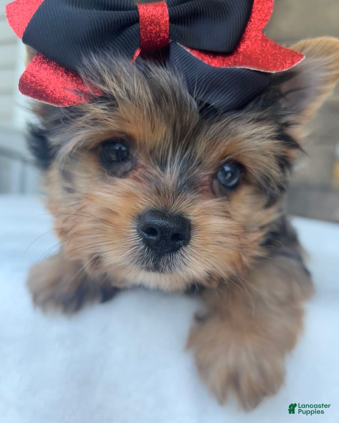 Yorkshire Terrier dogs for sale: Bo - Image 7