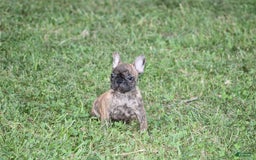 French Bulldog dogs for sale: Roland - Image 5