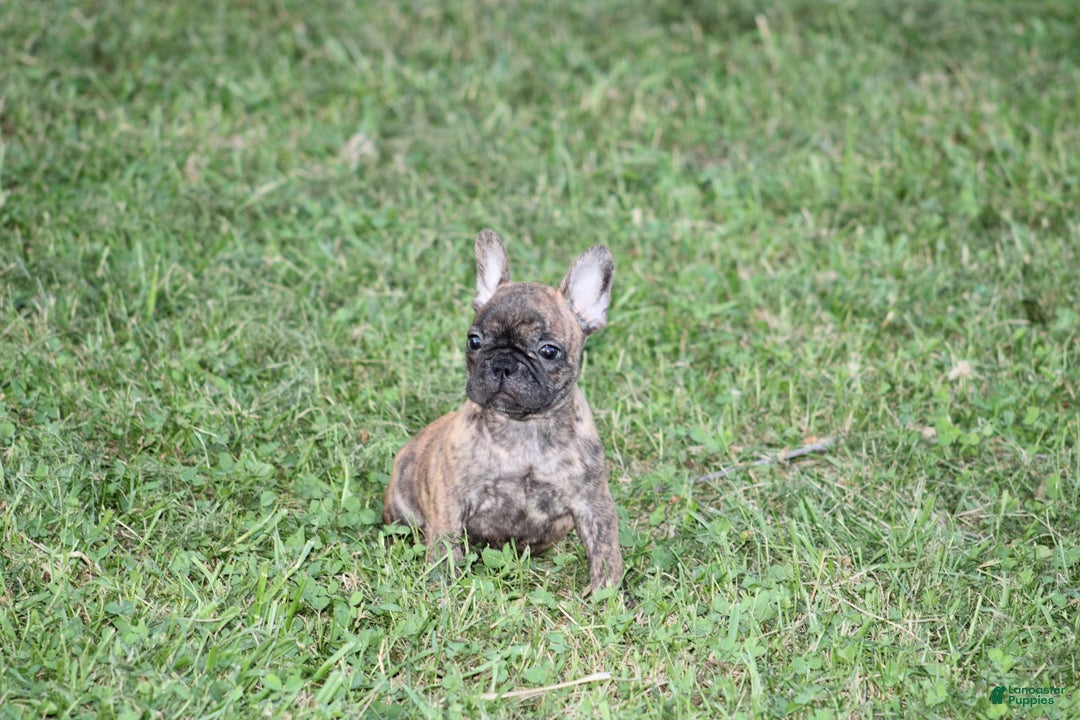 French Bulldog dogs for sale: Roland - Image 5