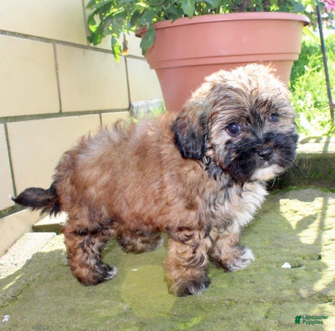 Shihpoo dogs for sale: Lizzy - Image 1