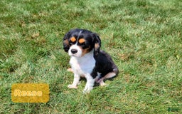 Cavapoo dogs for sale: Ella - Image 9