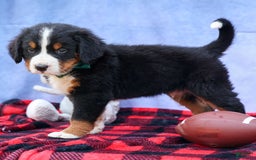 Bernese Mountain Dog dogs for sale: Snoopy - Image 3