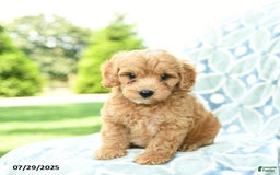 Cockapoo dogs for sale: Blueberry - Image 4