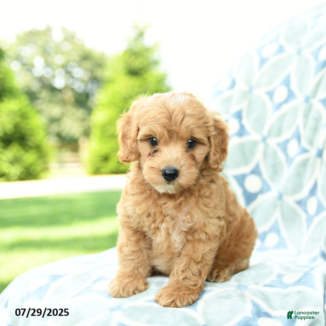 Cockapoo dogs for sale: Blueberry - Image 4