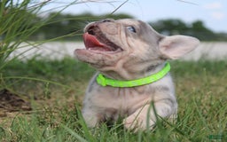 French Bulldog dogs for sale: Bosco - Image 3