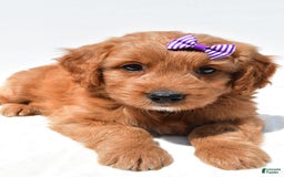 Mini Goldendoodle dogs for sale: Tulip - Image 5
