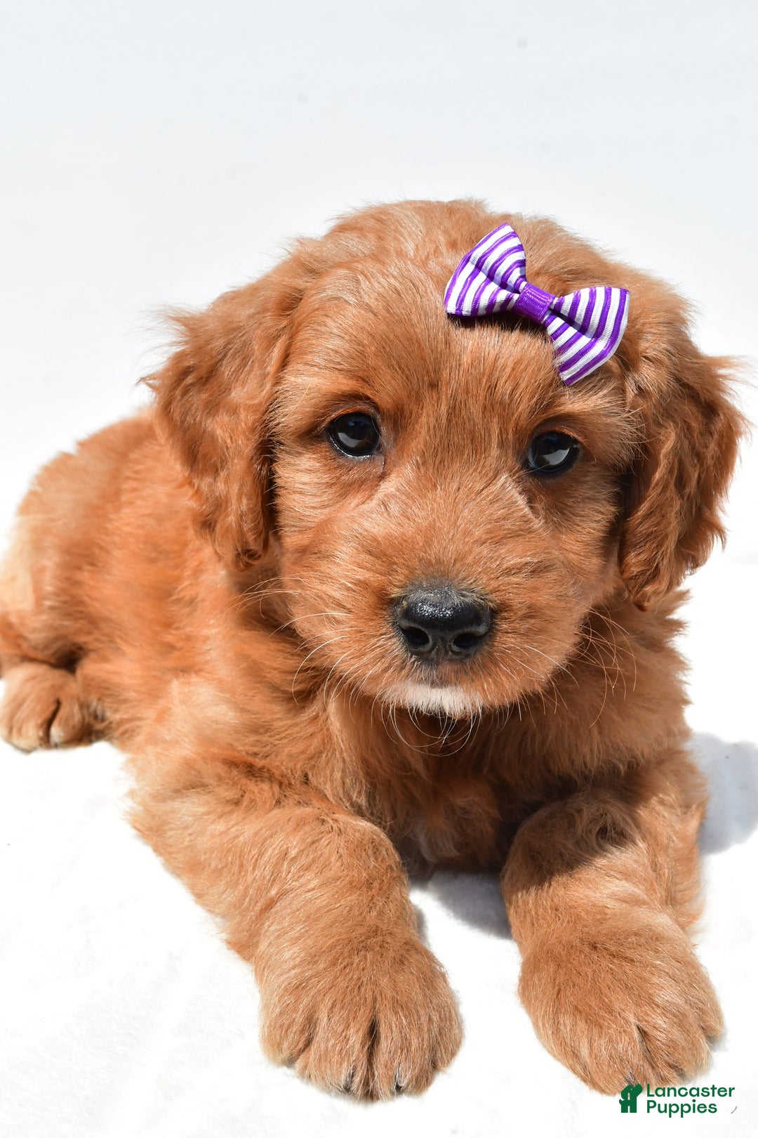 Mini Goldendoodle dogs for sale: Tulip - Image 5