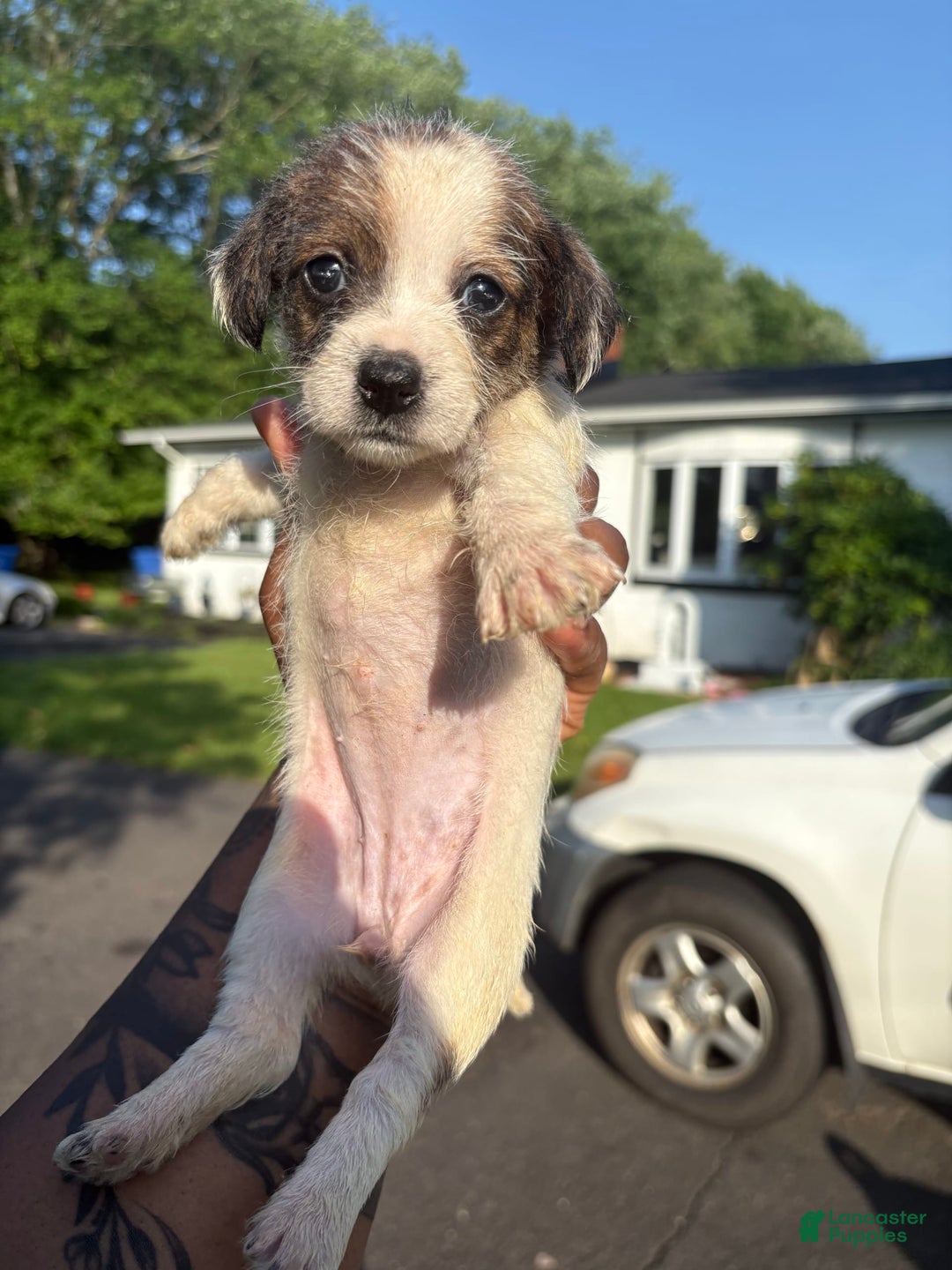 Jack Russell Terrier dogs for sale: Lexi - Image 4