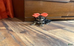 Yorkiepoo dogs for sale: Wren - Image 1