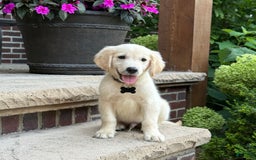 Golden Retriever dogs for sale: Archie - Image 4