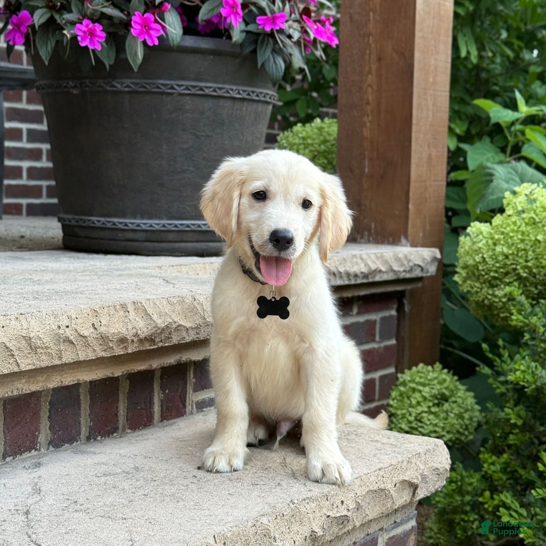 Golden Retriever dogs for sale: Archie - Image 4