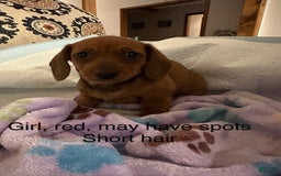Dachshund dogs for sale: Sweet Tea - Image 1