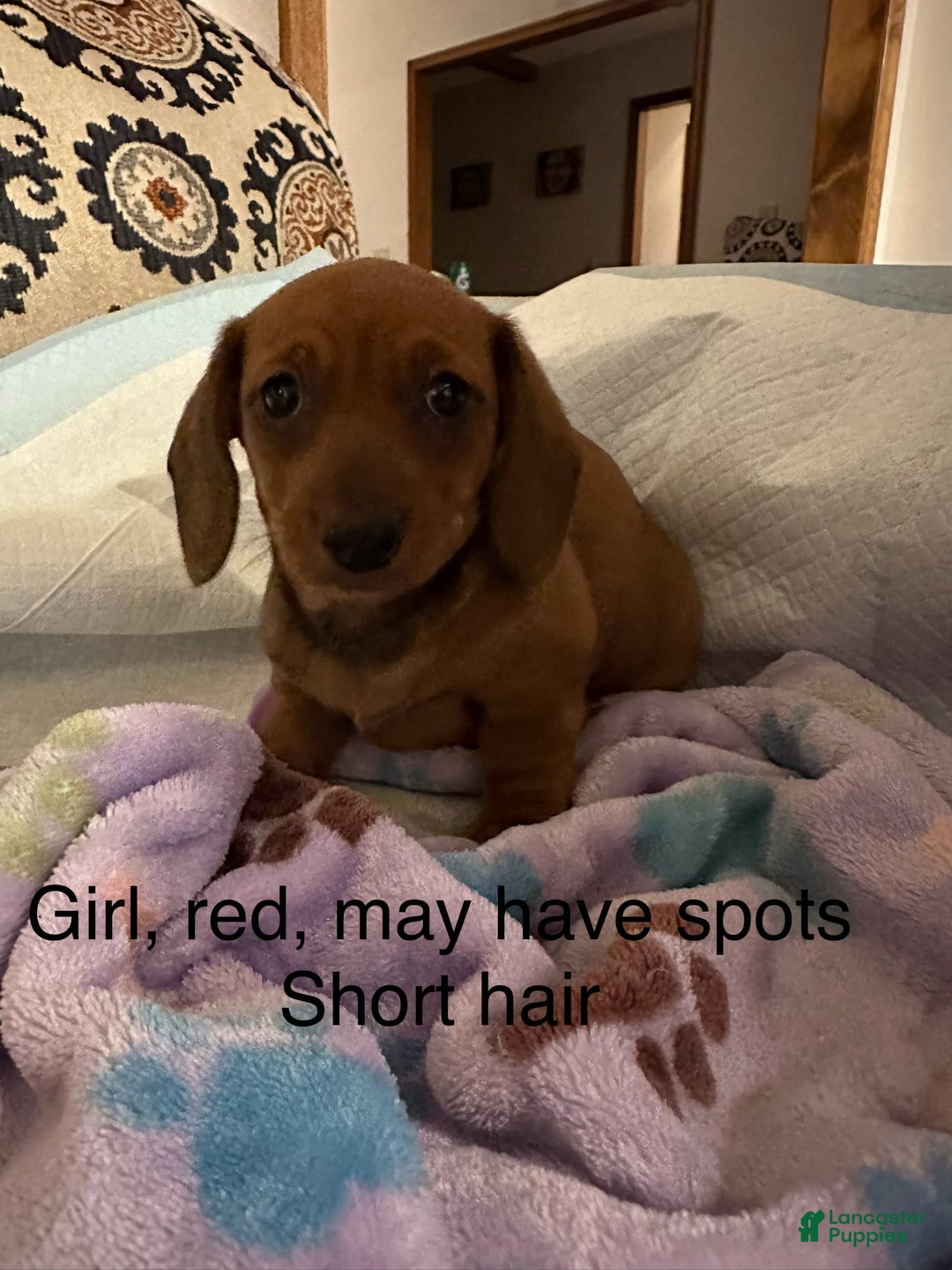 Dachshund dogs for sale: Sweet Tea - Image 1