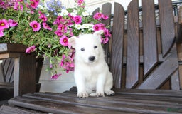 German Shepherd dogs for sale: Judy - Image 4