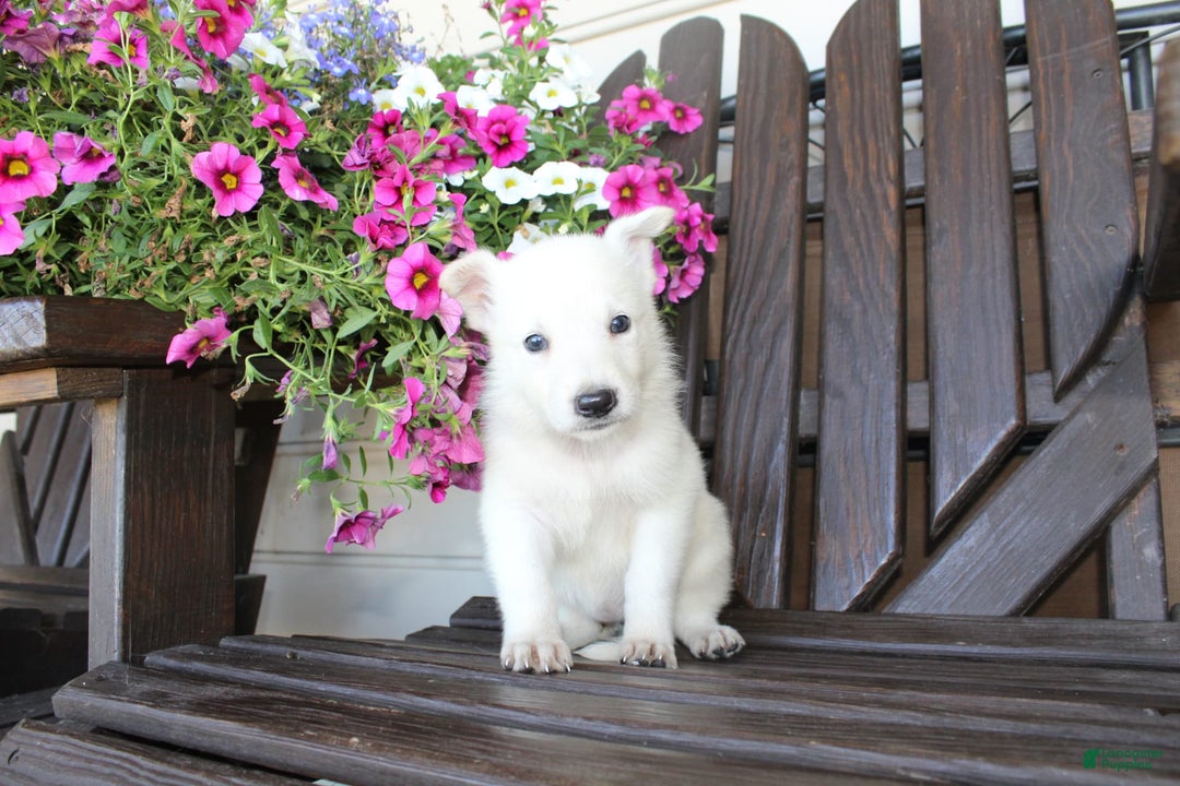 German Shepherd dogs for sale: Judy - Image 4