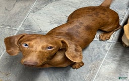 Miniature Dachshund dogs for sale: Duchess - Image 8